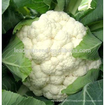 JCF12 Lixue pure white heat resistant hybrid caulilfower seed f1, early type cauliflower seeds